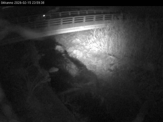 最新監視カメラ画像