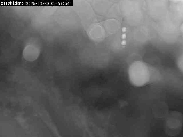 最新監視カメラ画像