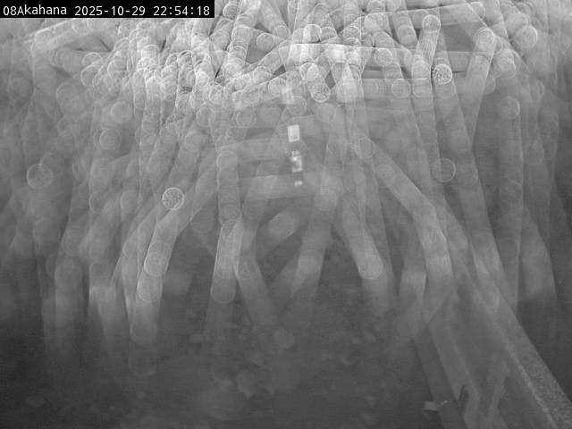 最新監視カメラ画像