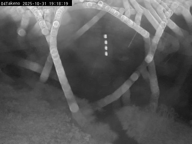 最新監視カメラ画像